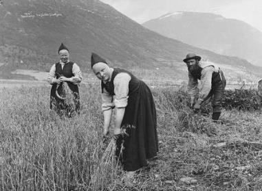 Harvesting of oats in Jølster