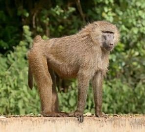 messy monkey