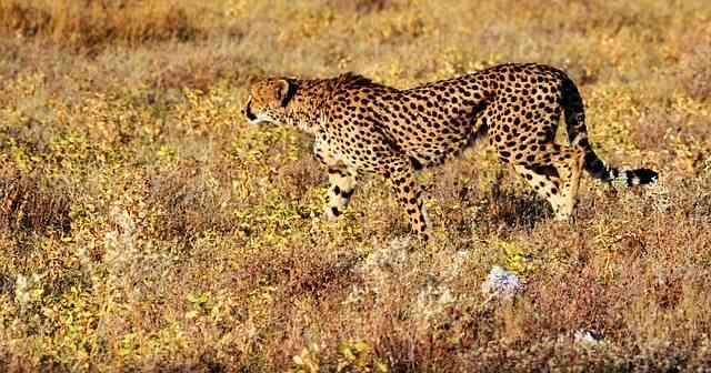 cheetah