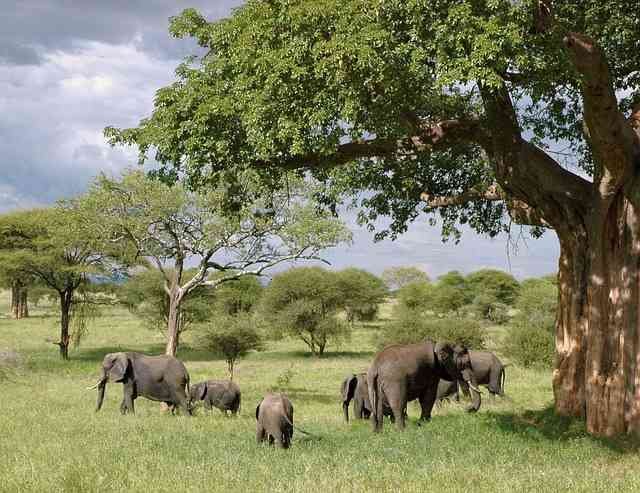 Elephants in Tanzania 