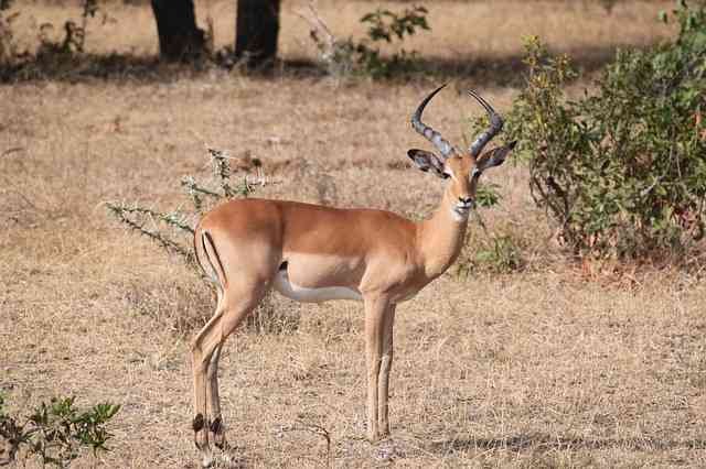 gazelle