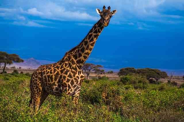 giraffe