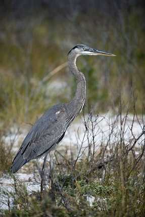 Great Heron