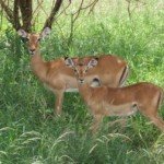 impala