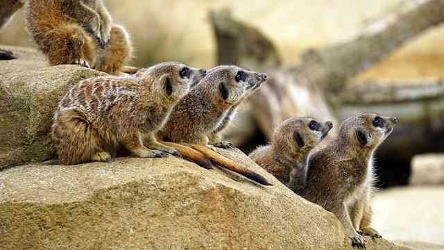 meerkat Eco-safari