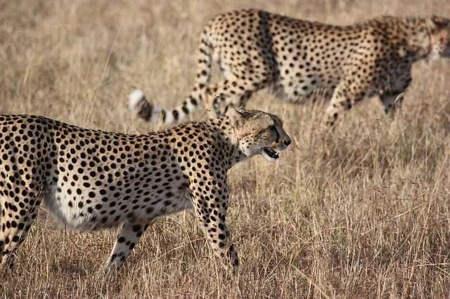 Cheetahs