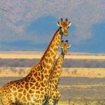giraffes