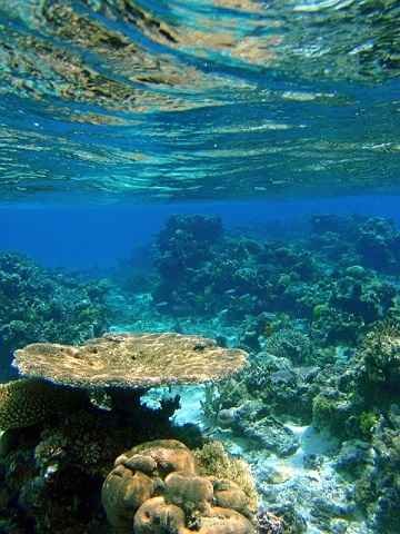 Fiji coral under water