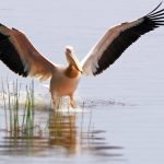 pelican