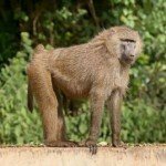 Olive baboon