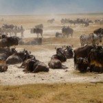 Wildebeest in Tanzania Africa