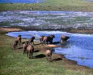 Water Buffalo