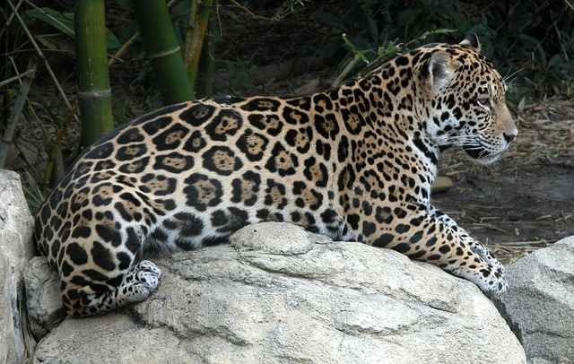 jaguar